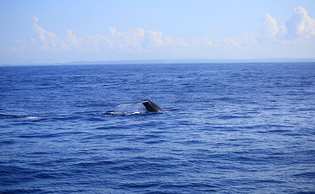 Whale & Dolphin Watching Tours in Mirissa