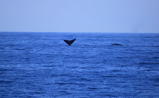 Whale & Dolphin Watching Tours in Mirissa