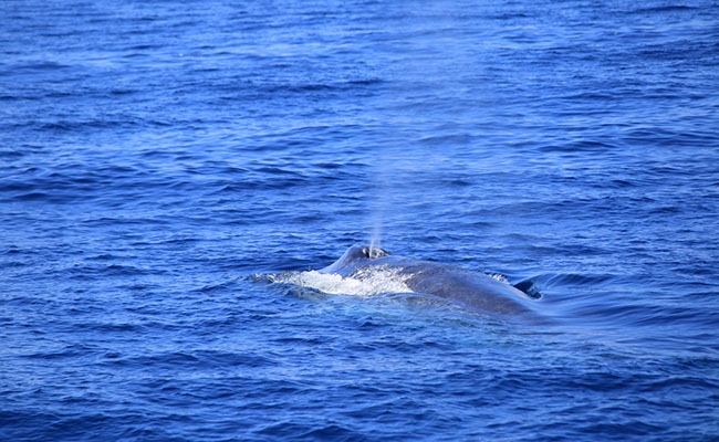 Whale & Dolphin Watching Tours in Mirissa