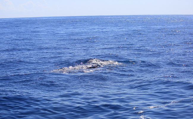 Whale & Dolphin Watching Tours in Mirissa