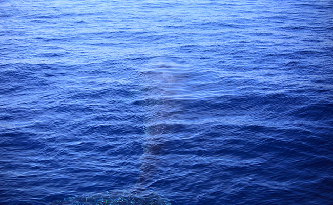 Whale & Dolphin Watching Tours in Mirissa