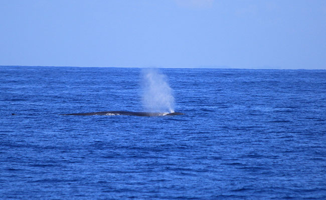 Whale & Dolphin Watching Tours in Mirissa