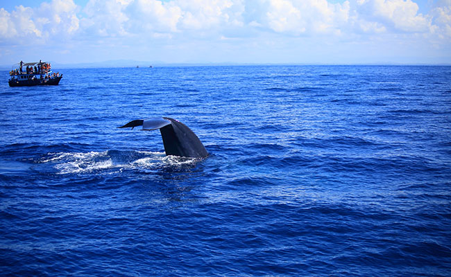 Whale & Dolphin Watching Tours in Mirissa
