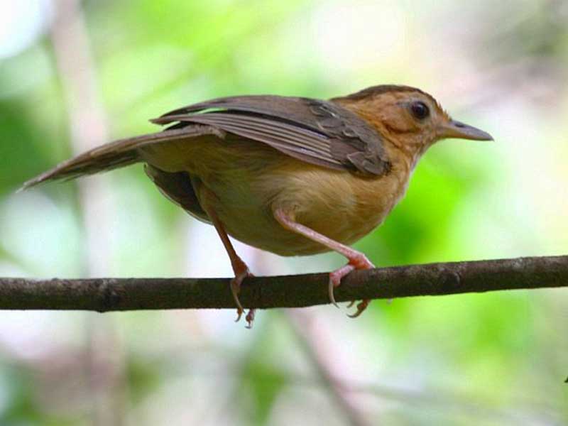 Most popular bird watching tour of Sri Lanka