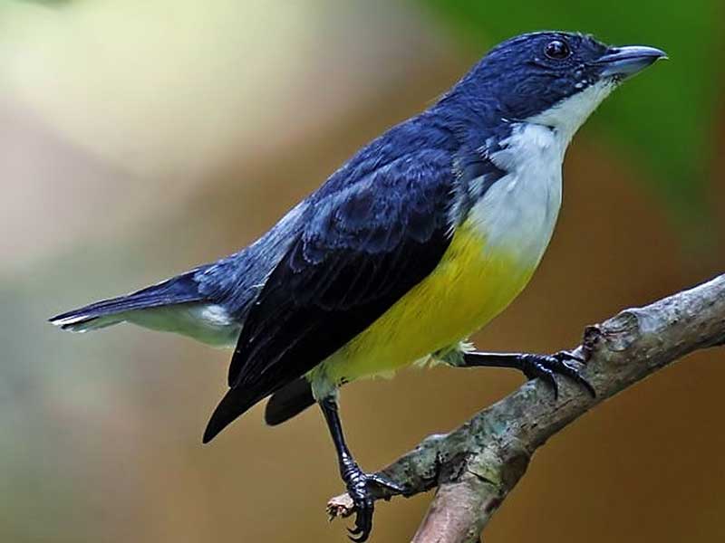 Most popular bird watching tour of Sri Lanka
