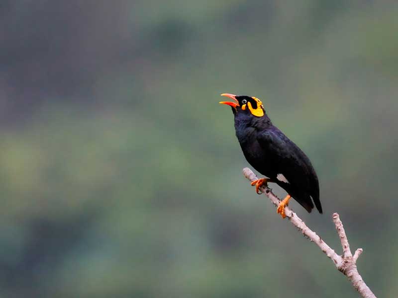 Most popular bird watching tour of Sri Lanka