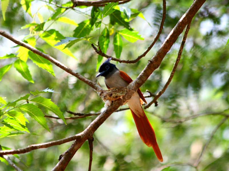 Most popular bird watching tour of Sri Lanka