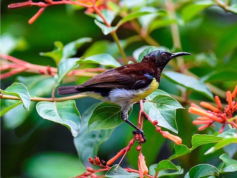 Most popular bird watching tour of Sri Lanka