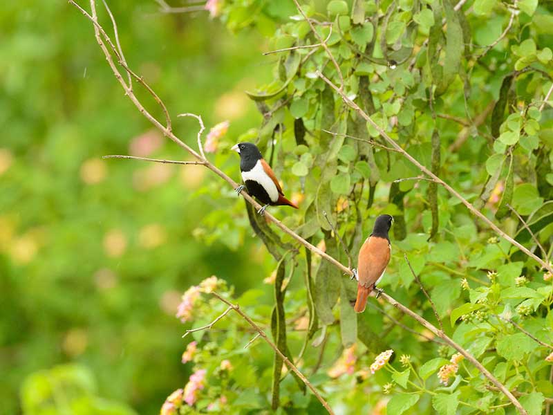 Most popular bird watching tour of Sri Lanka