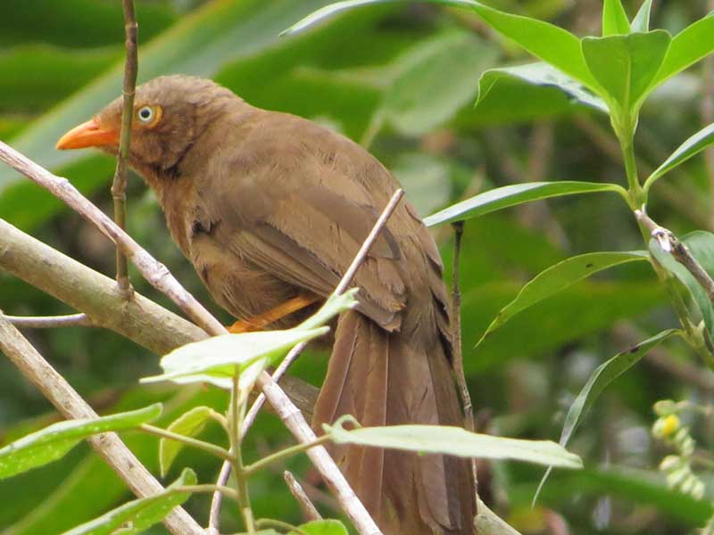 Most popular bird watching tour of Sri Lanka