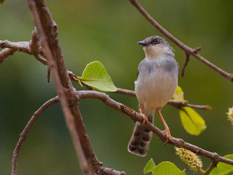 Most popular bird watching tour of Sri Lanka