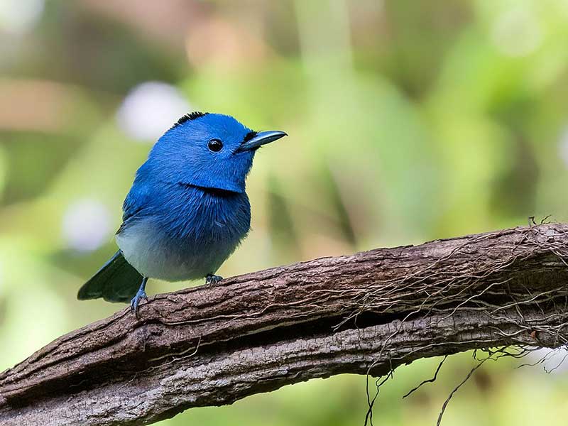 Most popular bird watching tour of Sri Lanka