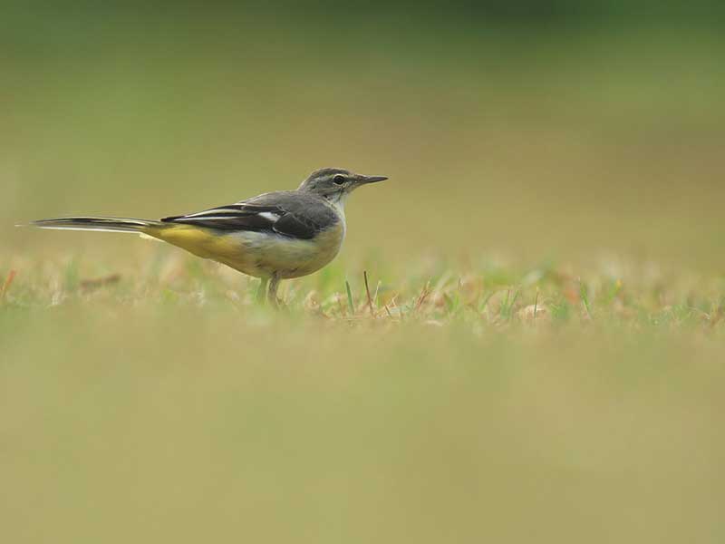 Most popular bird watching tour of Sri Lanka
