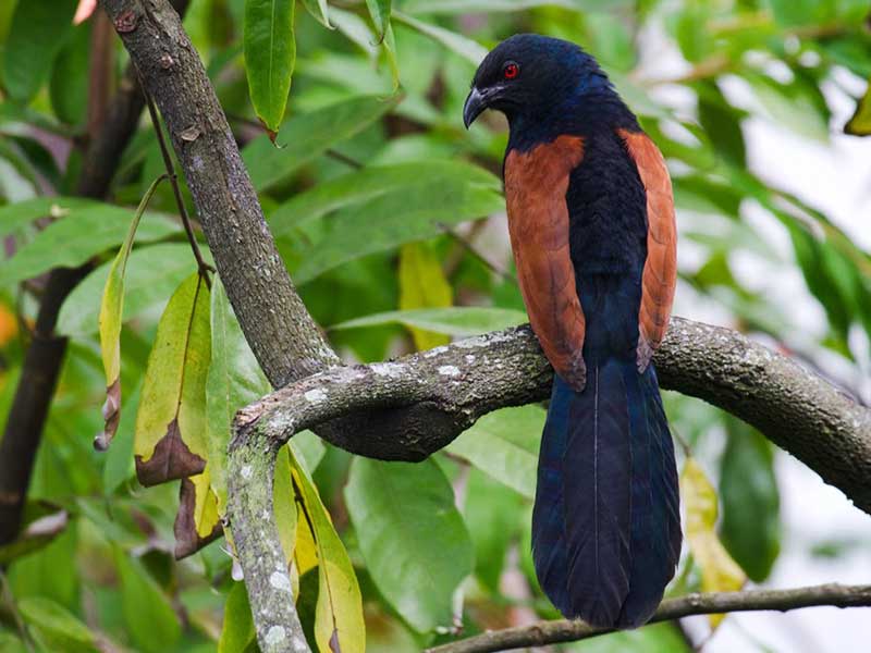 Most popular bird watching tour of Sri Lanka