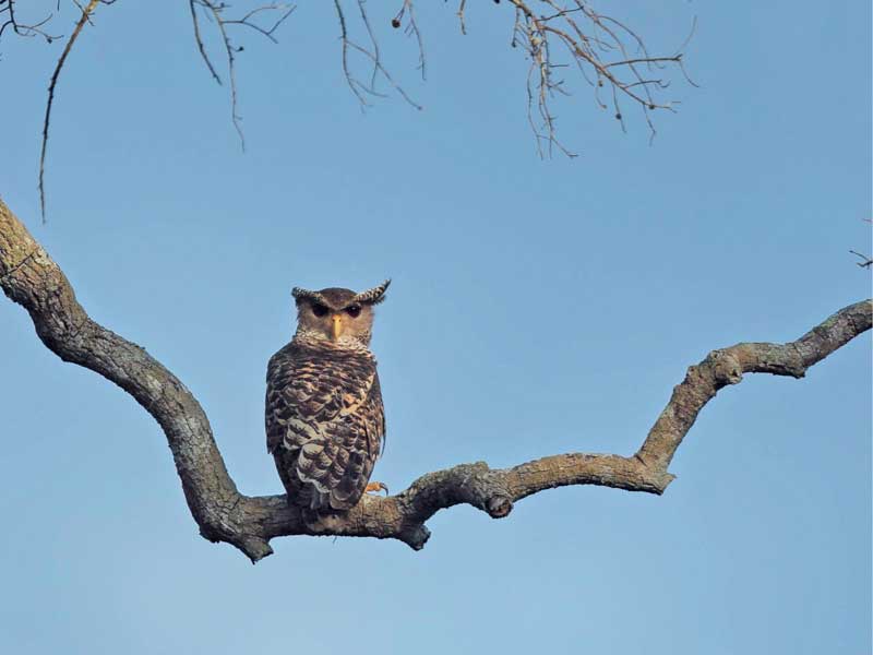 Most popular bird watching tour of Sri Lanka