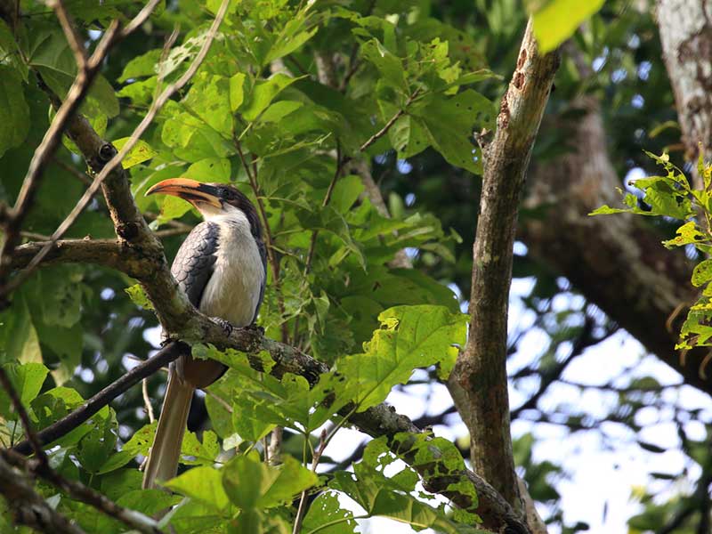 Most popular bird watching tour of Sri Lanka