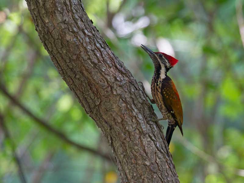 Most popular bird watching tour of Sri Lanka