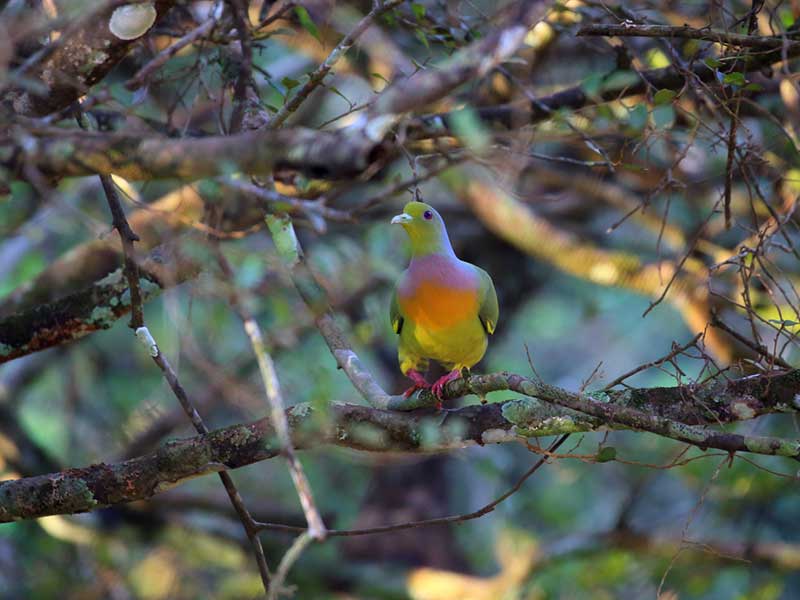 Most popular bird watching tour of Sri Lanka