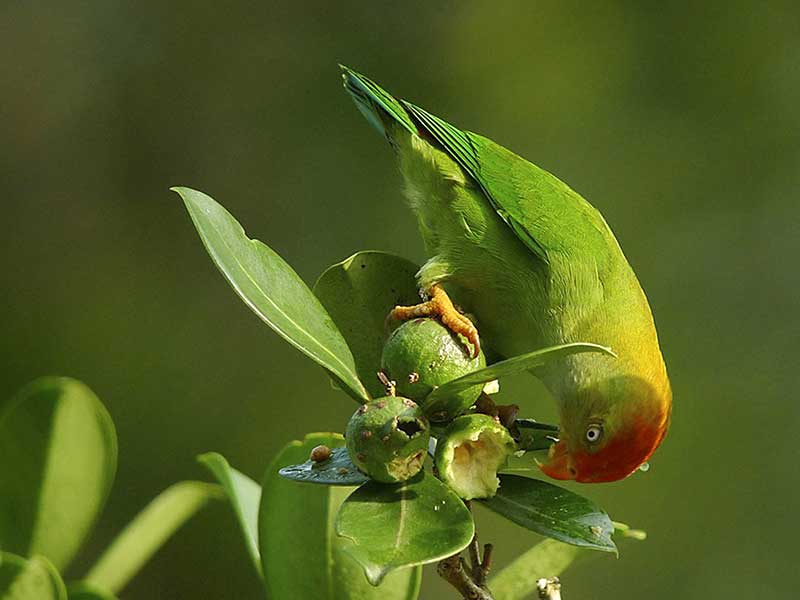Most popular bird watching tour of Sri Lanka