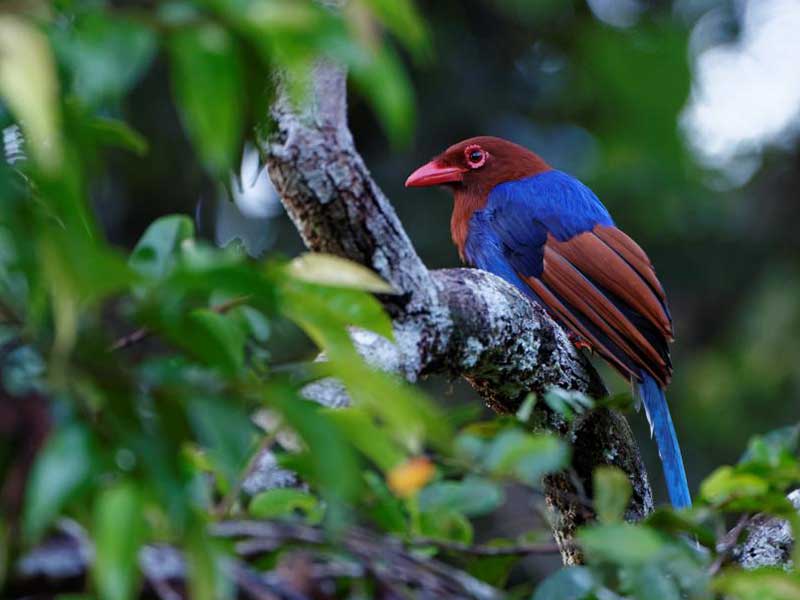 Most popular bird watching tour of Sri Lanka