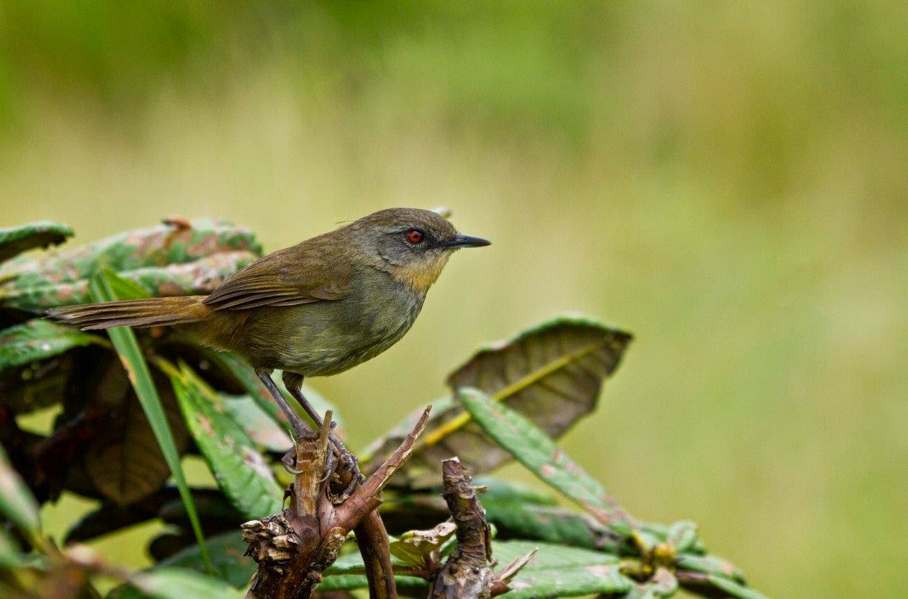Most popular bird watching tour of Sri Lanka