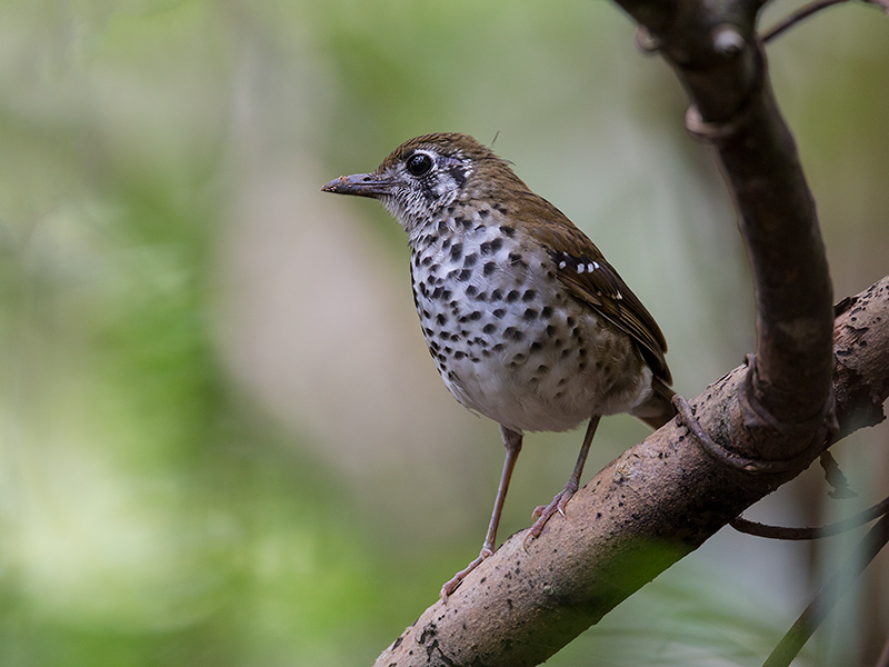 Most popular bird watching tour of Sri Lanka