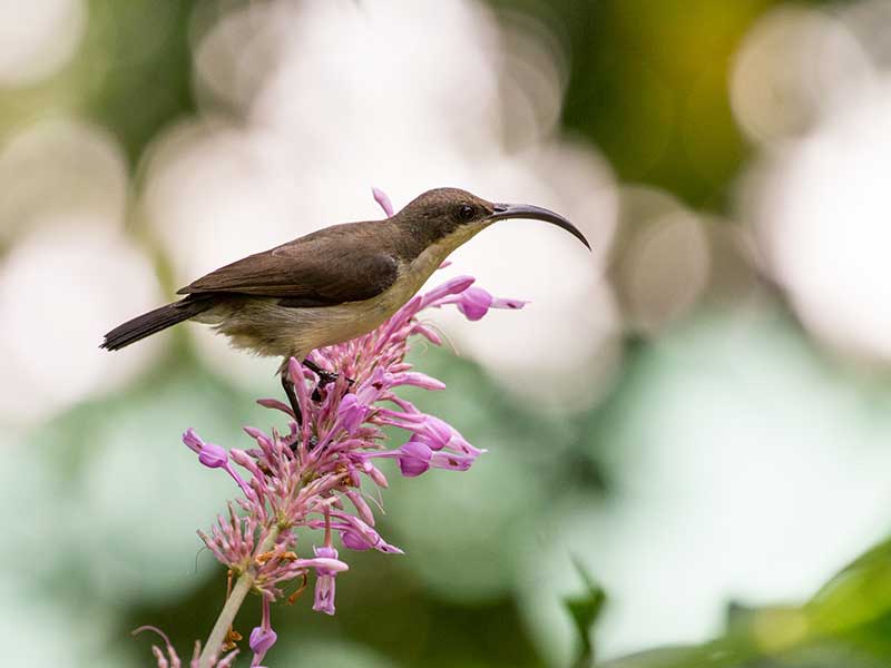Most popular bird watching tour of Sri Lanka