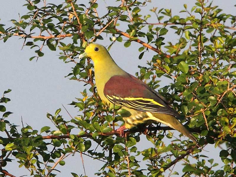 Most popular bird watching tour of Sri Lanka