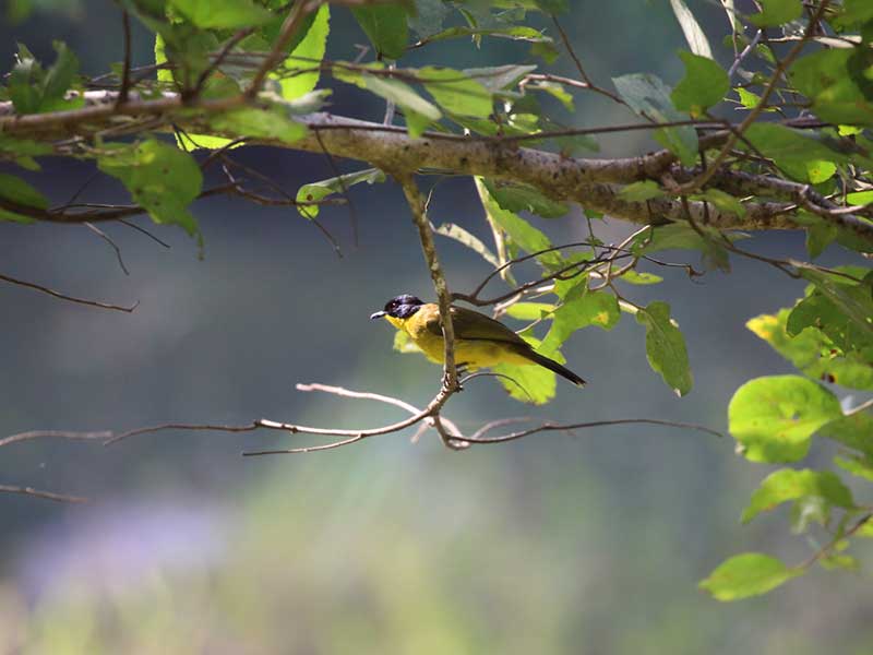 Most popular bird watching tour of Sri Lanka