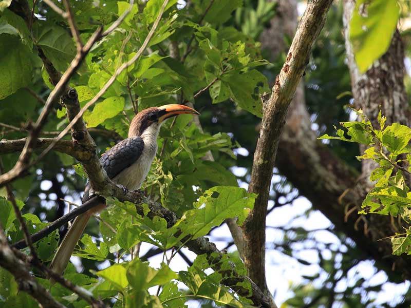 Most popular bird watching tour of Sri Lanka