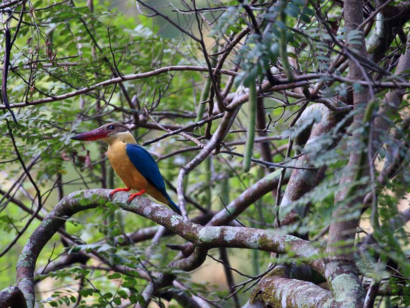 Most popular bird watching tour of Sri Lanka
