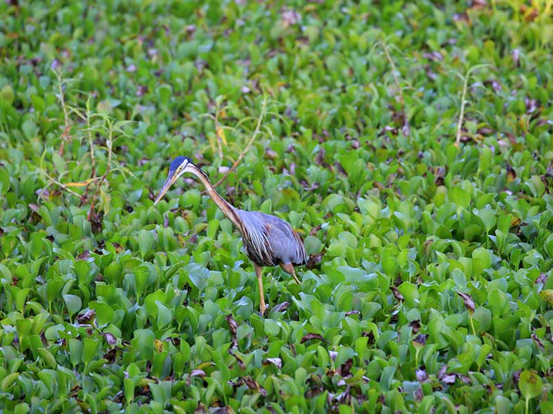 Most popular bird watching tour of Sri Lanka