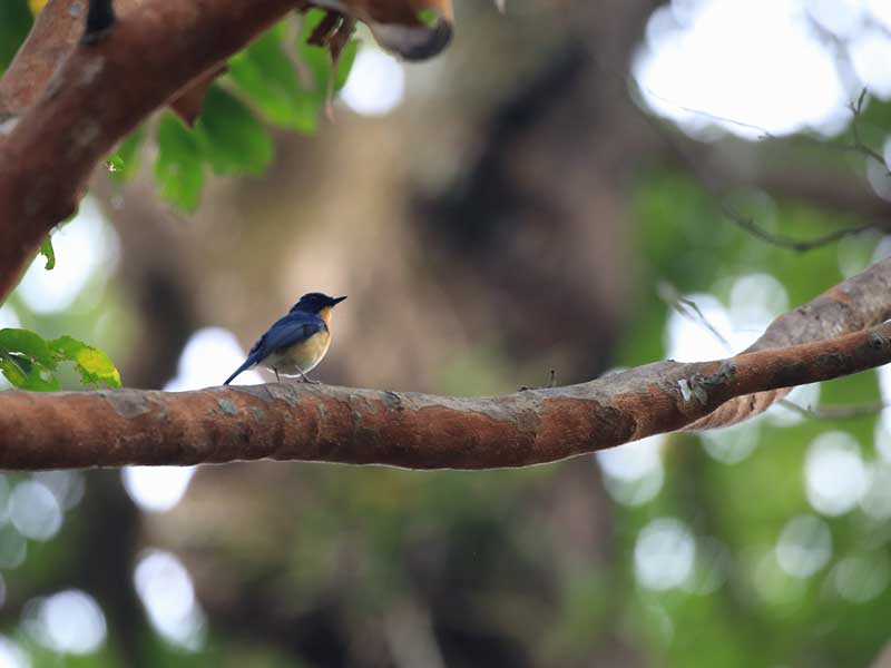 Most popular bird watching tour of Sri Lanka