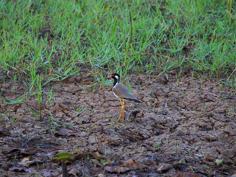 Most popular bird watching tour of Sri Lanka