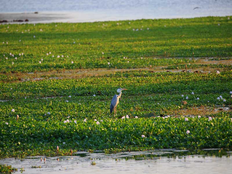 Most popular bird watching tour of Sri Lanka