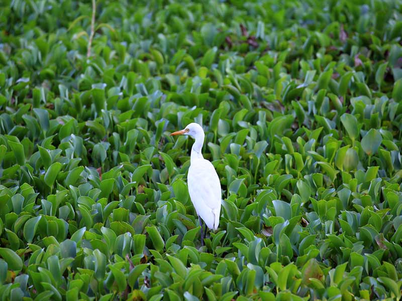 Most popular bird watching tour of Sri Lanka