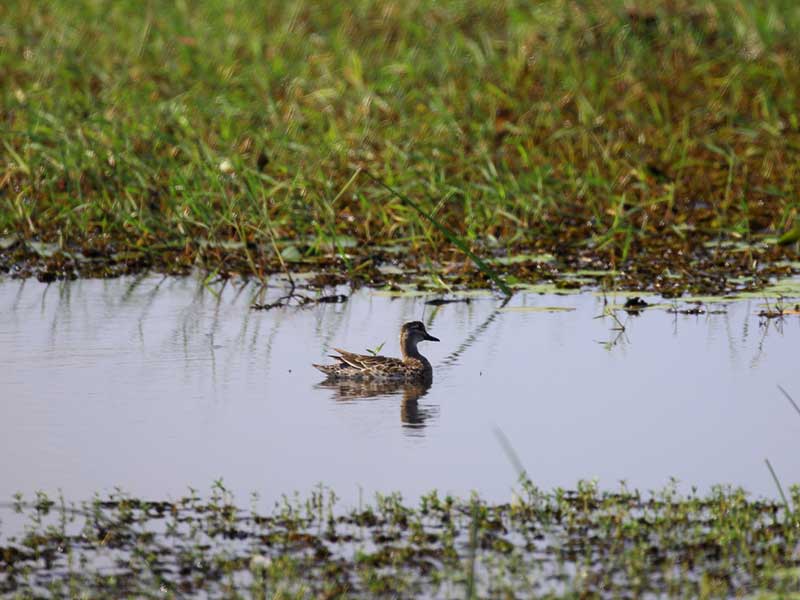 Most popular bird watching tour of Sri Lanka