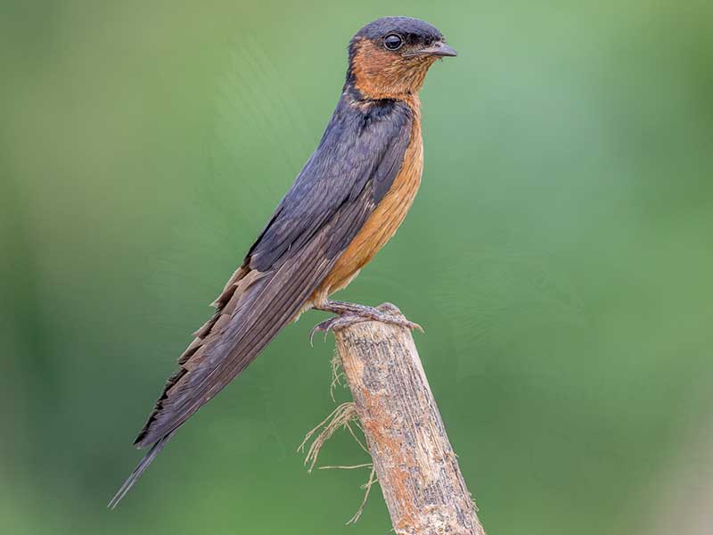 Most popular bird watching tour of Sri Lanka