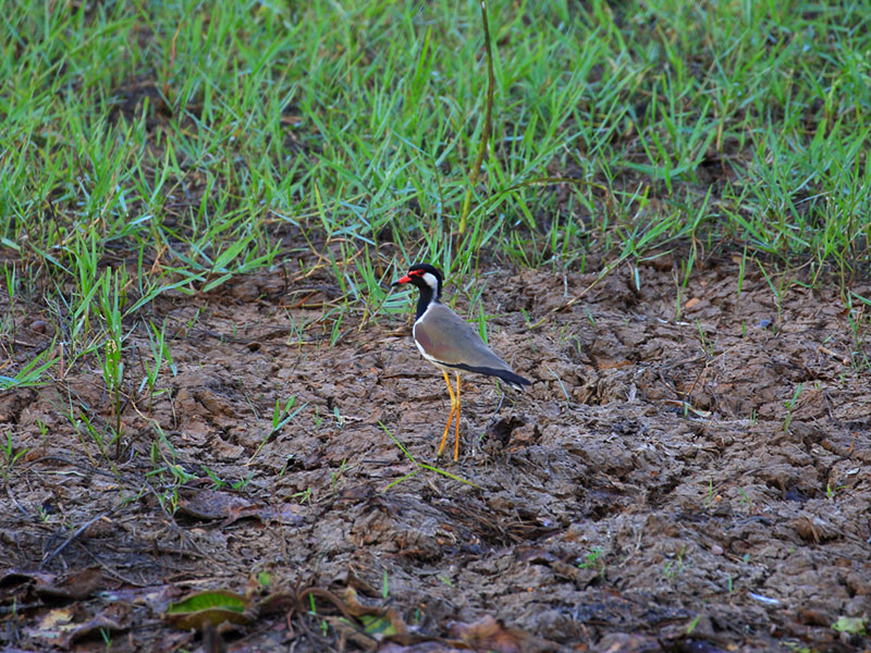 Ultimate Birding Tour of Sri Lanka