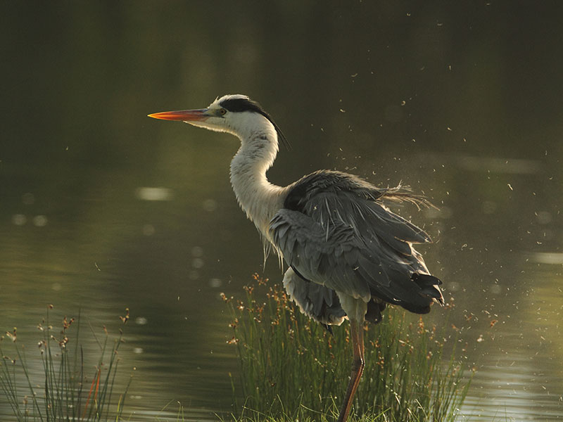 Ultimate Birding Tour of Sri Lanka