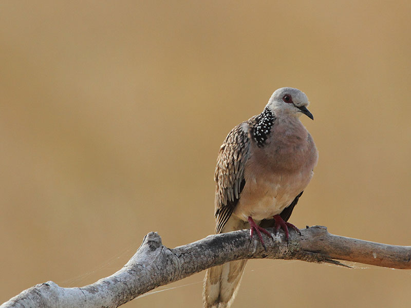 Ultimate Birding Tour of Sri Lanka