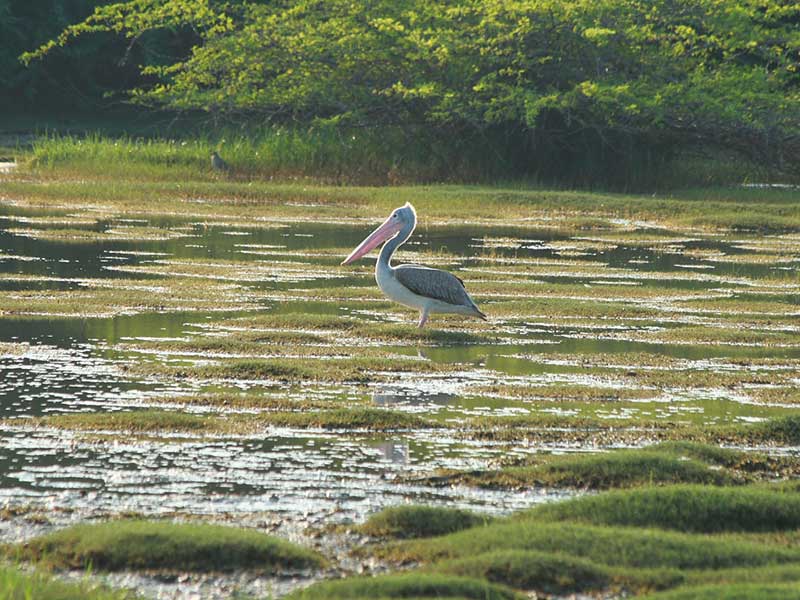 Ultimate Birding Tour of Sri Lanka