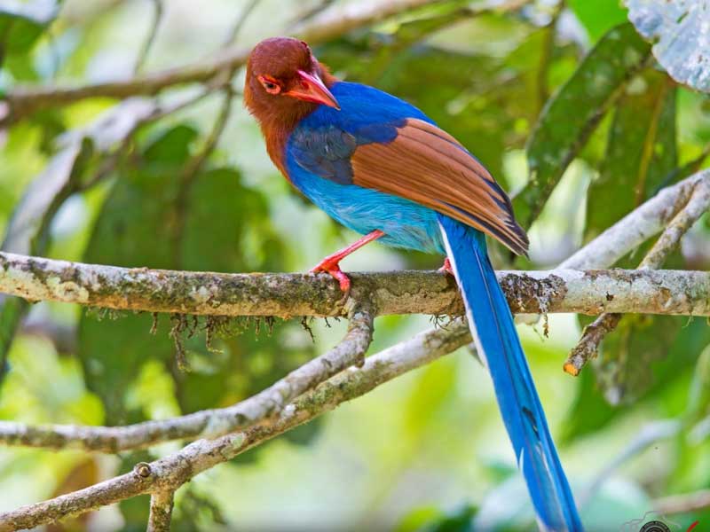 Ultimate Birding Tour of Sri Lanka