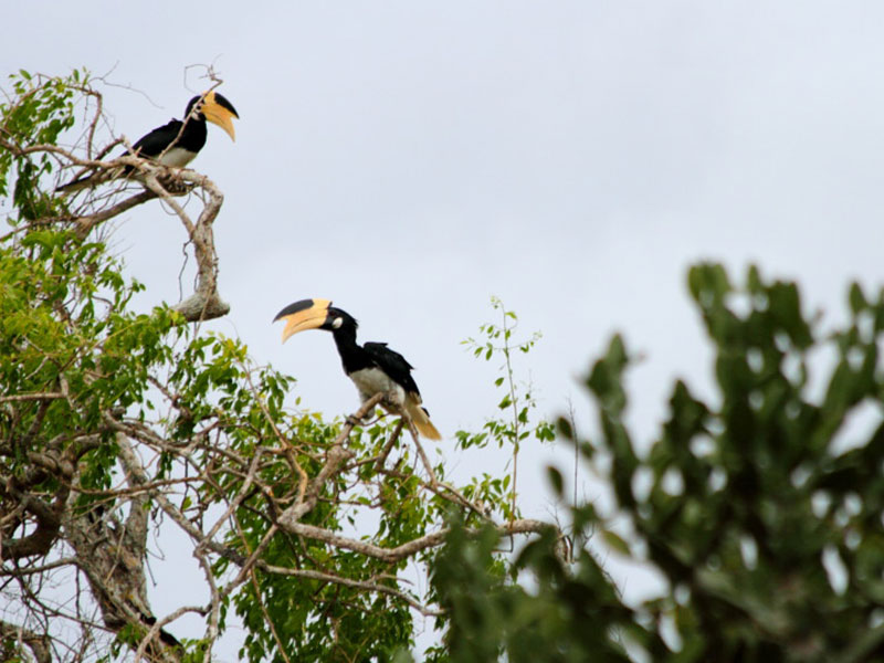 Ultimate Birding Tour of Sri Lanka