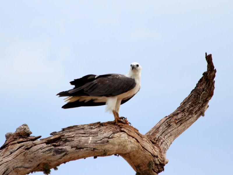 Ultimate Birding Tour of Sri Lanka