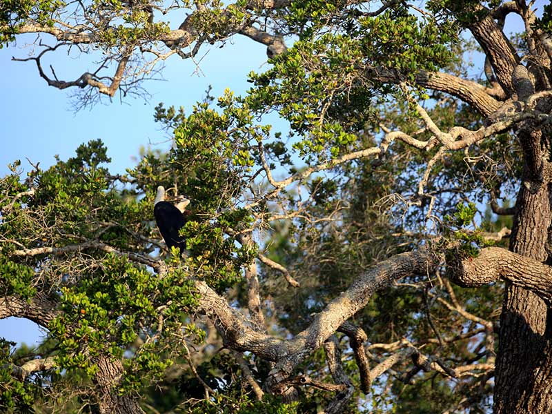 Ultimate Birding Tour of Sri Lanka