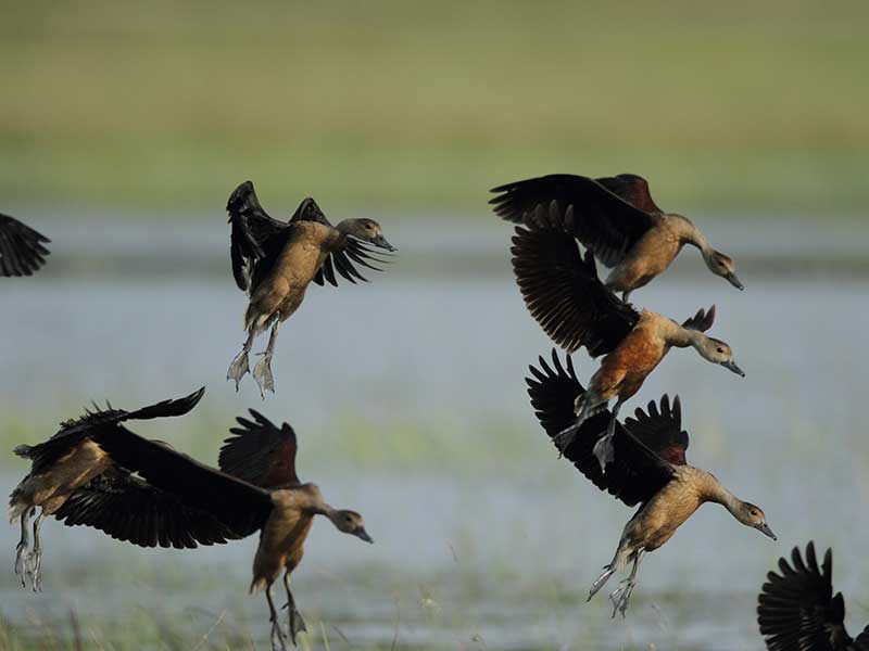 Ultimate Birding Tour of Sri Lanka