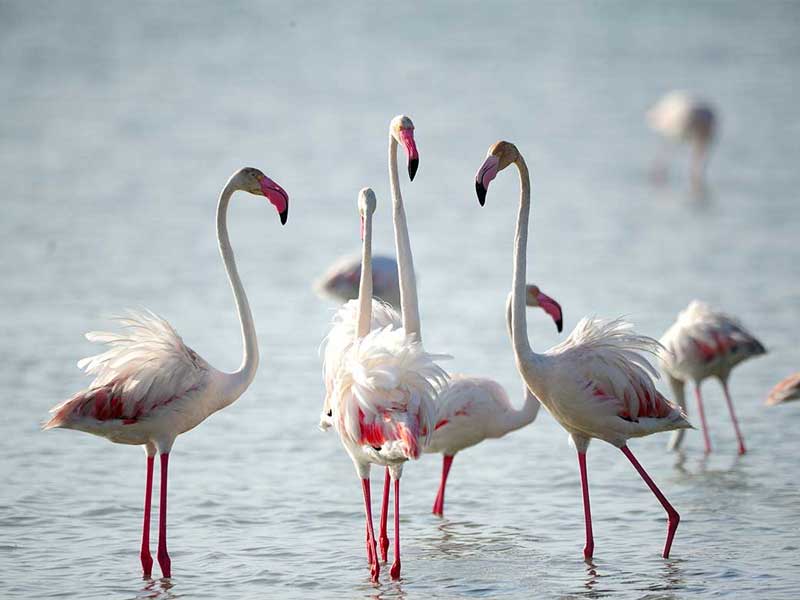 Ultimate Birding Tour of Sri Lanka