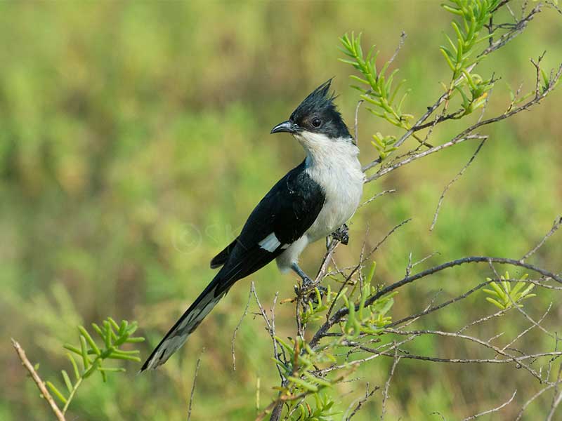 Ultimate Birding Tour of Sri Lanka