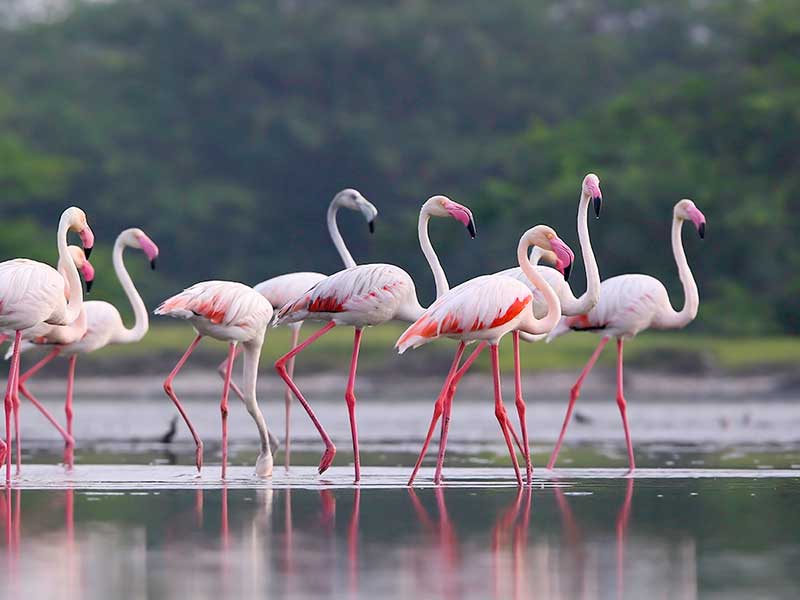 Ultimate Birding Tour of Sri Lanka